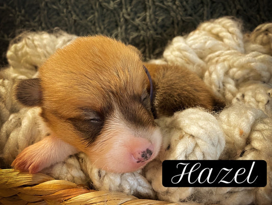 Hazel