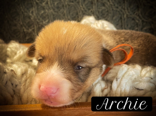 Archie