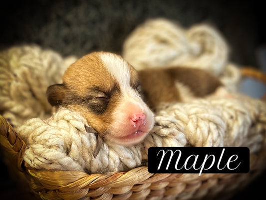 Maple