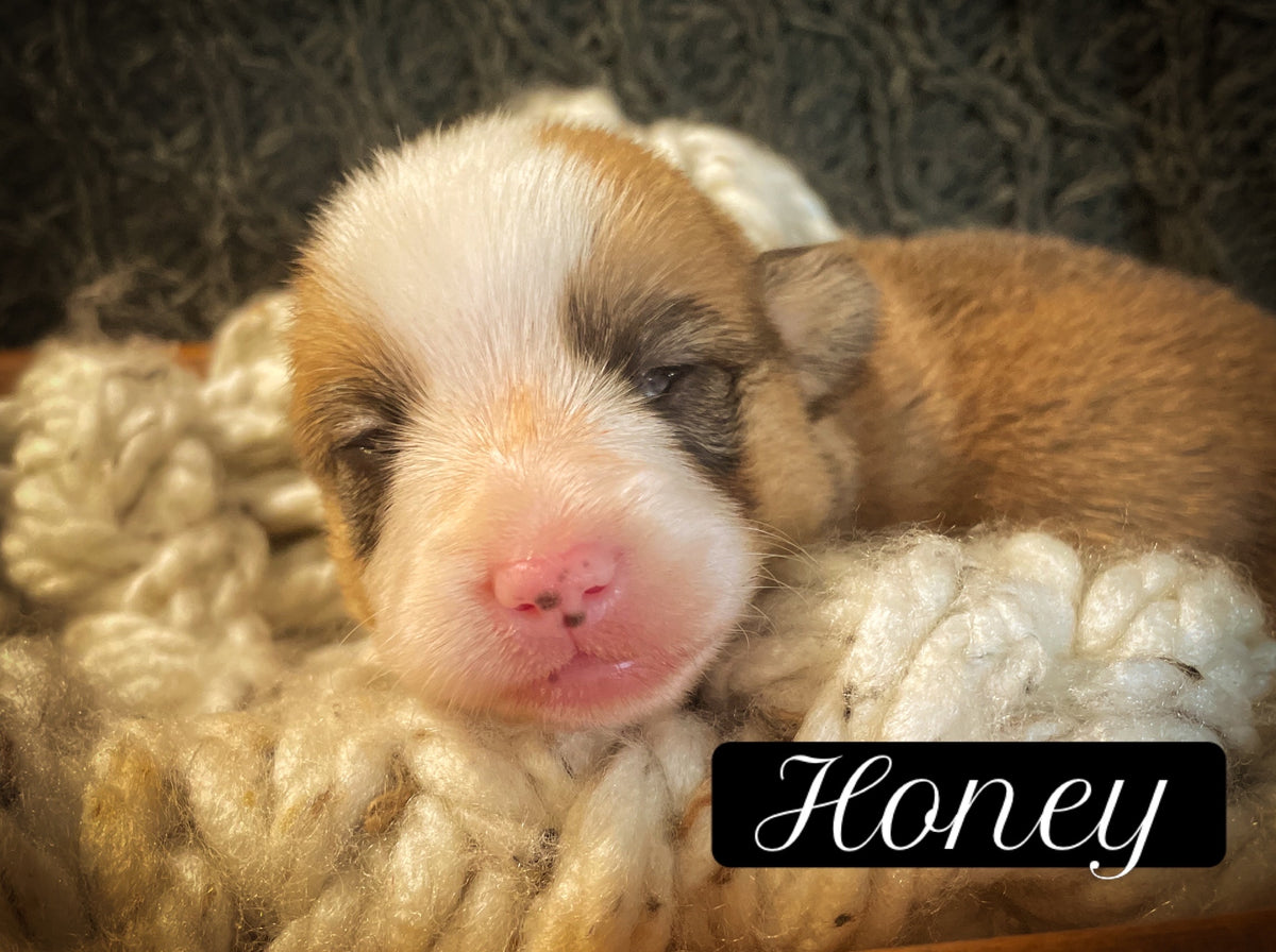 Honey