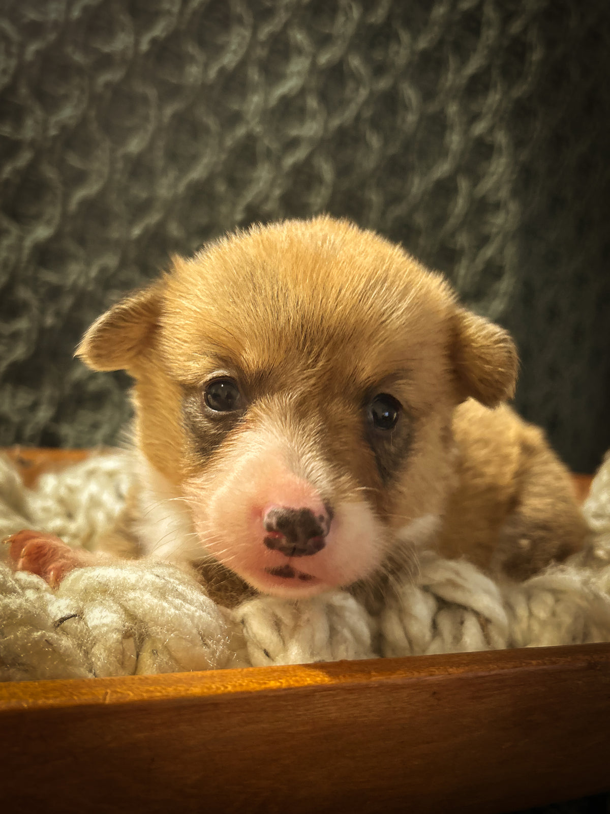 Hazel